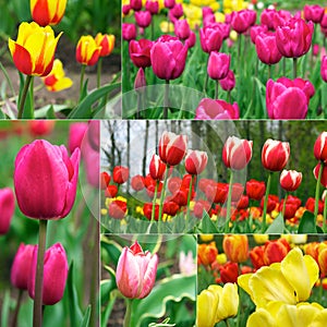 Tulips - beautiful spring flowers