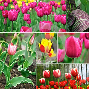 Tulips - beautiful spring flowers