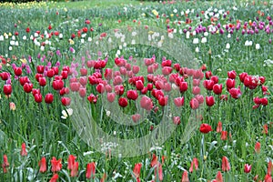 Tulips - beautiful spring flowers of different colors