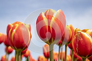 Tulips photo