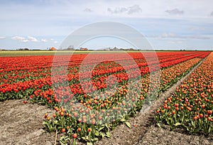 Tulips photo