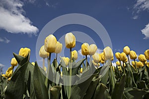 Tulips