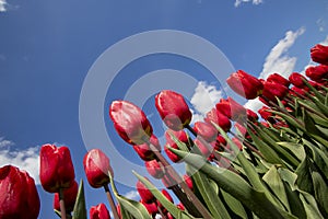 Tulips