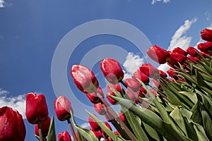 Tulips photo