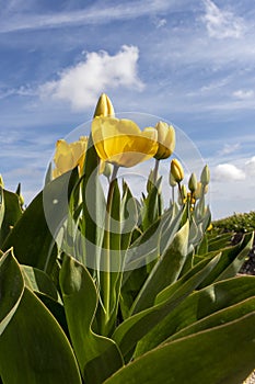 Tulips photo