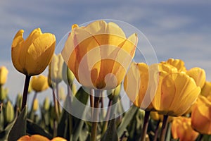 Tulips photo