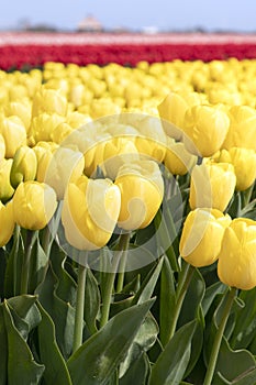 Tulips photo