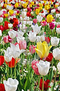 Tulips beauty
