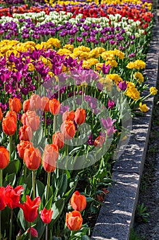 Tulips Beds Against Curbing