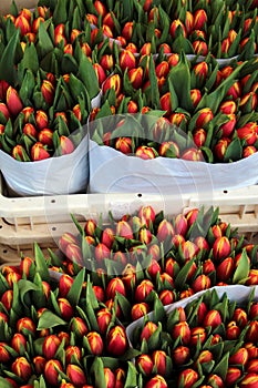 Tulips at the Bloemenmarkt (Flower Market) Amsterdam