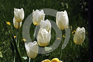 Tulips in bloom