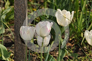 Tulips in bloom