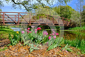 Tulips in Bloom at Entrance to Couturie Forest in City Park, New Orleans, LA, USA