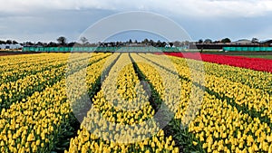 Tulips in Bloom in Field at Tulip Farm