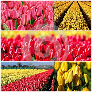 Tulips in Bloom Photo Collage