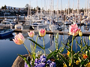 Tulips bloom on the shore of Sidney, Vancouver Island, BC with yachts in marina photo
