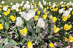 Tulips bloom in the springtime