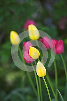 Tulips in bloom on a warm summers day. Seasonal growth encourages change and symbolises opportunity, endurance and