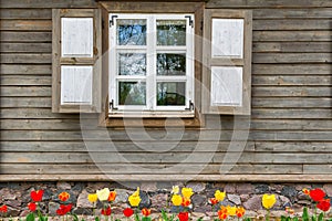 Tulips bloom by the window. Window with shutters of an old wooden house
