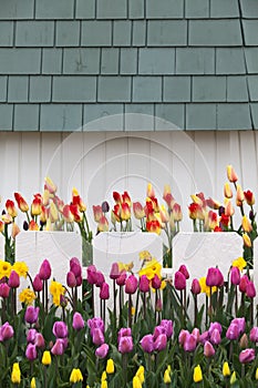 Tulips blooming in a field in Mount Vernon, Washington in the Skagit Valley