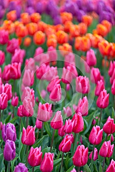 Tulips blooming in a field in Mount Vernon, Washington in the Skagit Valley