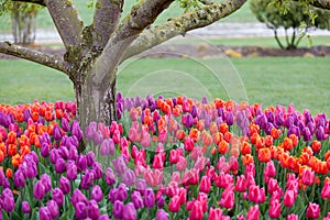Tulips blooming in a field in Mount Vernon, Washington in the Skagit Valley