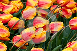 Tulips blooming in a field in Mount Vernon, Washington in the Skagit Valley heavy with rain