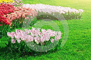 Tulips blooming flowers field, green grass lawn in beautiful spring garden. In the backlight warm sunbeam light. Springtime