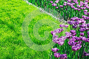 Tulips blooming flowers field, green grass lawn in beautiful spring garden. In the backlight warm sunbeam light. Springtime