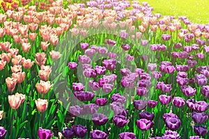 Tulips blooming flowers field, green grass lawn in beautiful spring garden. In the backlight warm sunbeam light. Springtime