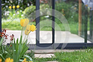 tulips blooming in a garden in front of the bay windows of a veranda