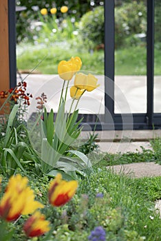 tulips blooming in a garden in front of the bay windows of a veranda