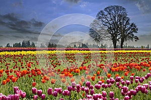 Tulips Blooming in Spring Season