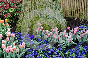 Tulips and Blue Flowers by Tree Trunk