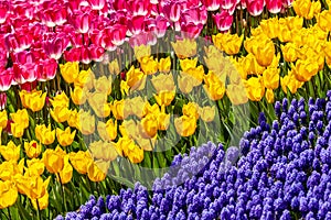 Tulips and blue muscari garden closer