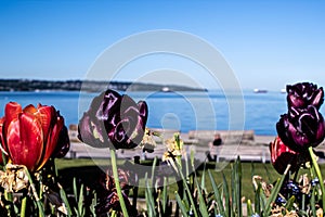 Tulips by the blue sea