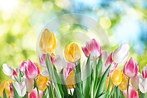 Tulips on a blur background.