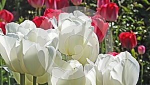 Tulips Blushing Girl in Walled Gardens