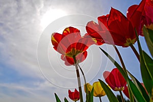 Tulips with boldly colored cup-shaped flowers red and yellow