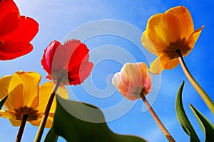 Tulips with boldly colored cup-shaped flowers in various colors