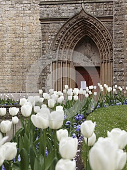 Tulips bordering the entrance of the Catholic Church of the Immaculate Conception