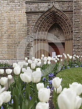 Tulips bordering the entrance of the Catholic Church of the Immaculate Conception photo