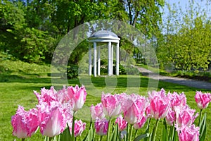 Tulips in botanical garden
