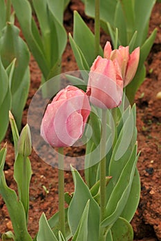 tulips in botanical garden