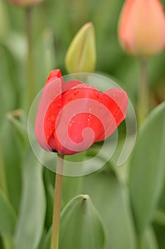 tulips in botanical garden