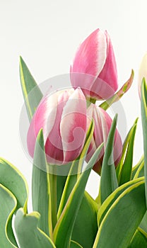 Tulips bouquet