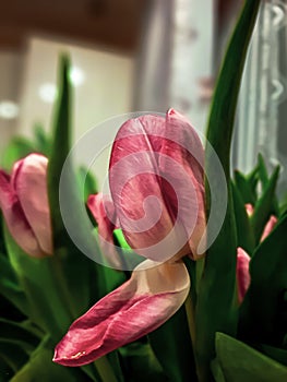 Tulips. Bouquet of flowers. Bouquet for love. Postcard with a copy of the space.A pink Tulip. Greeting card for Easter and spring