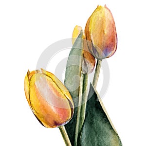 Tulips. bouquet of flowers. Spring. watercolor clip art