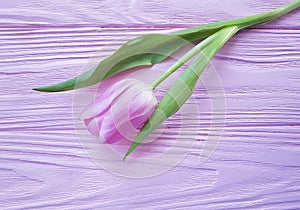 Tulips bouquet fresh holiday on a pink wooden lovely delicate background march romantic