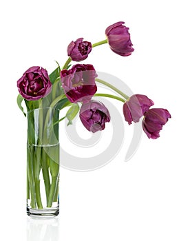 Tulips bouquet in glass vase